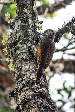 Description de l'image Dot-fronted Woodpecker.jpg.