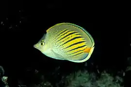 Description de l'image Dot and dash butterflyfish (Chaetodon pelewensis).jpg.