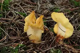 Spathularia flavida (Leotiomycetes)