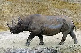 Rhinocéros noir.