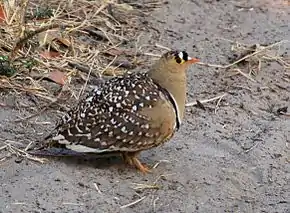 Description de l'image Double-banded Sandgrouse.JPG.