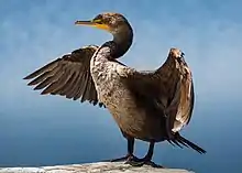 Debout sur un rocher, l'oiseau offre ses ailes au soleil.