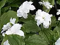 Trillium grandiflorum'Flore Pleno'