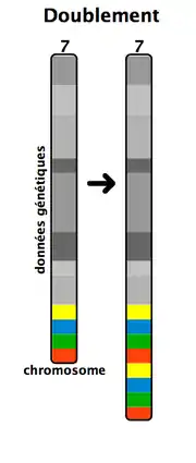 Duplication chromosomique