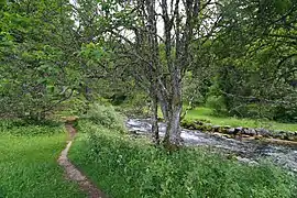 Le Doubs à 100 mètres de sa source.