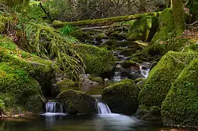 La Doue de l'eau entre la maison forestière de la Verrerie et Miellin.