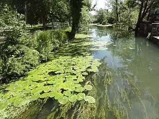 Le Rognon en amont du bief de Doulaincourt.