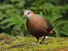 Columba larvata