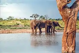 Des éléphants se rafraîchissent dans le parc national de Hwange.