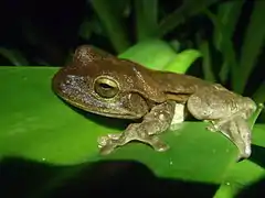 Description de l'image Drab Treefrog (Smilisca sordida).jpg.