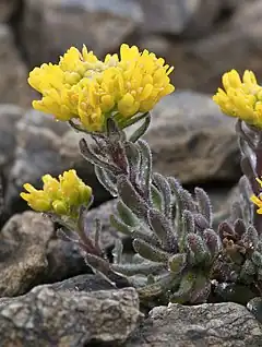 Description de l'image Draba aureola (Mt. Lassen draba) (5992046186).jpg.