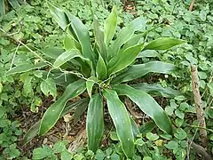 Description de l'image Dracaena aletriformes Isoglossa woodii.JPG.