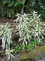 Dracaena braunii Cultivar 'Borinquensis'.