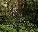 D. fragrans, Forêt de Chirinda, Mont Selinda, Zimbabwe oriental.