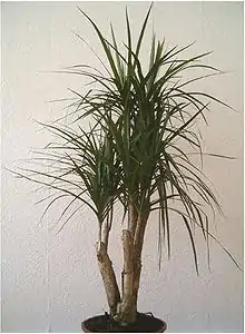 Variété angustifolia Dragonnier de Madagascar cultivé