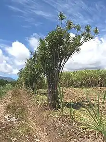 Bois de chandelle marquant les limites de propriétés dans des champs de canne à sucre à la Réunion