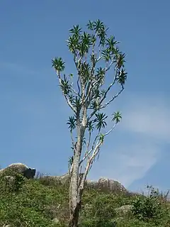 Dracaena steudneri sur le Mont Gorongosa.