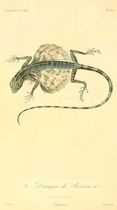 Description de l'image Draco bourouniensis 1831.jpg.