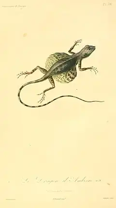 Description de l'image Draco lineatus 1831.jpg.