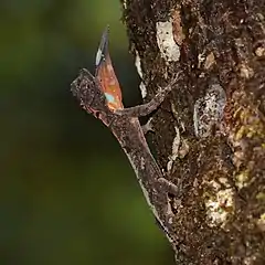 Description de l'image Draco maculatus 60480705 (cropped).jpg.