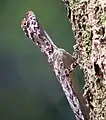 Lézard volant draco volans