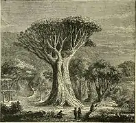 Dracona of Icod, in Tenerife in Africa and its Inhabitants (1876).