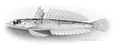 Draconetta xenica (Draconettidae).