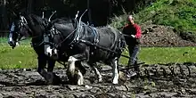 Deux grands chevaux noirs mis au travail de labour d'un champ.