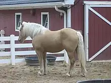 Cheval vu de profil, couleur or avec des crins blancs.