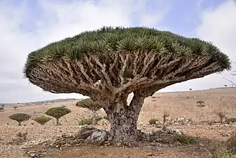 Stipe d'un Dragonnier de Socotra