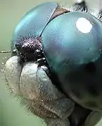 Les yeux d'une libellule (Anisoptera), gros et largement joints ici.