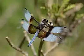 Libellula luctuosa