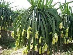 Plants de pitaya.