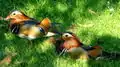 Deux canards mandarins au jardin