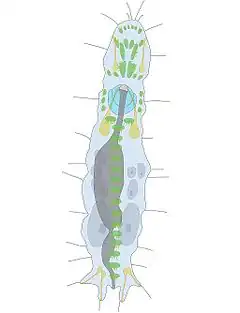 Description de l'image Drawing Diurodrilus large.jpg.