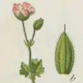 Geranium divaricatum.