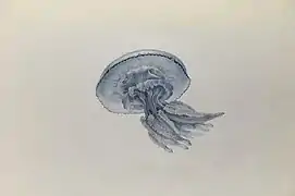 Lesueur, dessin de méduse