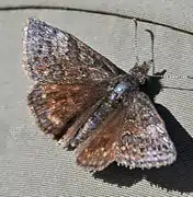 Erynnis icelus