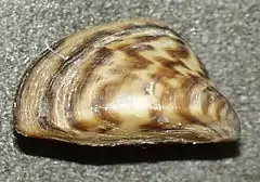 Moule zébrée (Dreissena polymorpha)