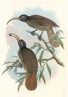 Description de l'image Drepanornis bruijnii - The birds of New Guinea (cropped).jpg.