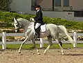 Shagya en compétition de dressage