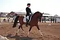 Dressage