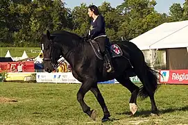 En dressage, France, 2011.