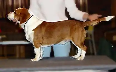 Basset suédois orange et blanc