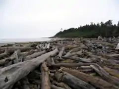 Amas de bois flotté sur la côte nord de l'État de Washington (États-Unis).