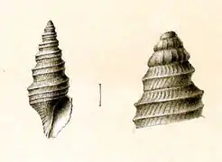 Drilliola loprestiana.