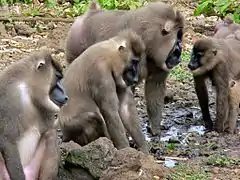 Mandrillus leucophaeus au Limbe Wildlife Center.