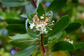 cannelle de Magellan (Drimys winteri)