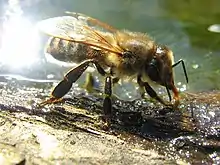 Les nids d'abeilles solitaires et sociales / Insectes n° 137 - Inra
