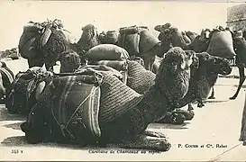 Caravane de dromadaires au repos en Afrique du nord, début du XXe